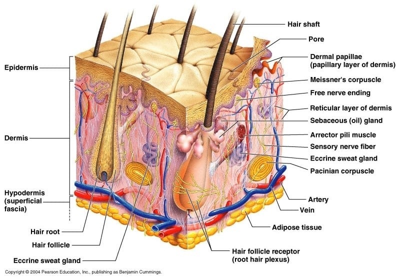 Hair Anatomy - Hair Styles Unlimited - Kenner LA