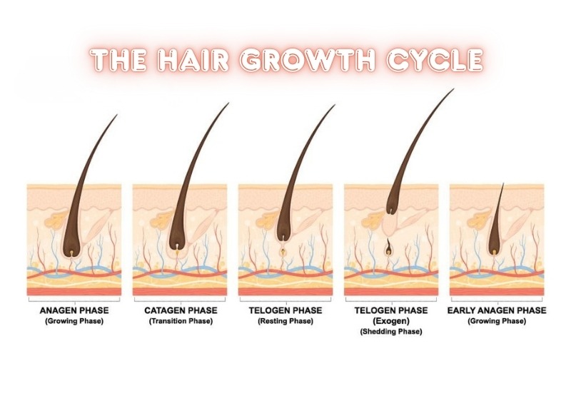 The Hair Growth Cycle - Hair Styles Unlimited - Kenner LA